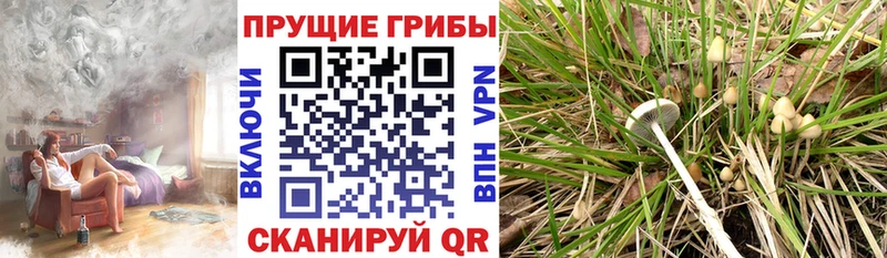 Купить Кораблино Галлюциногенные грибы MAGIC MUSHROOMS